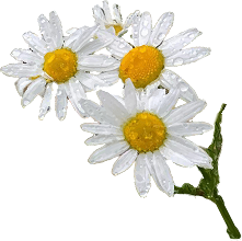 FLores 1